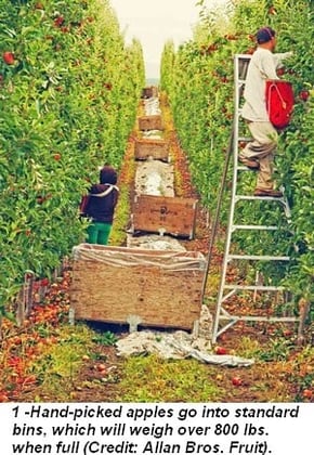 touring-strands-apples-added-value-warehouse-to-process-the-harvest-1b