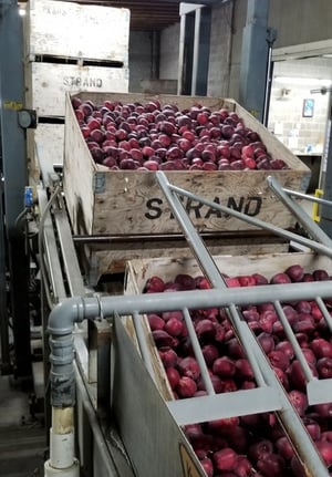 touring-strands-apples-added-value-warehouse-to-process-the-harvest-2a