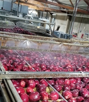touring-strands-apples-added-value-warehouse-to-process-the-harvest-3b
