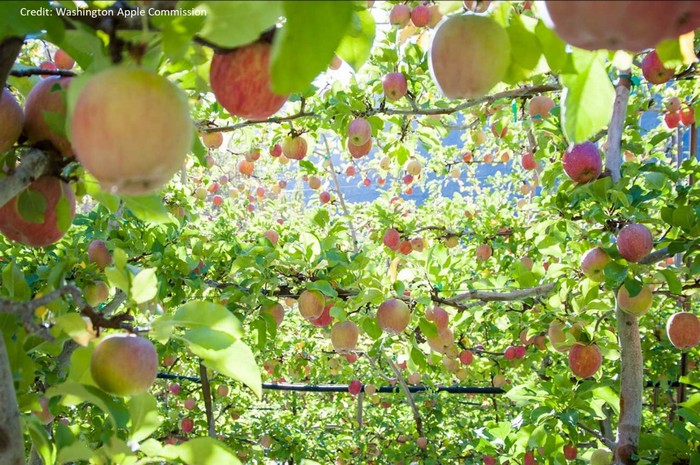 touring-strands-apples-added-value-warehouse-to-process-the-harvest-8a