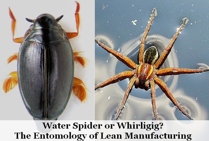 Water-Spider-or-Whirligig-The-Entomology-of-Lean-Manufacturing-1b